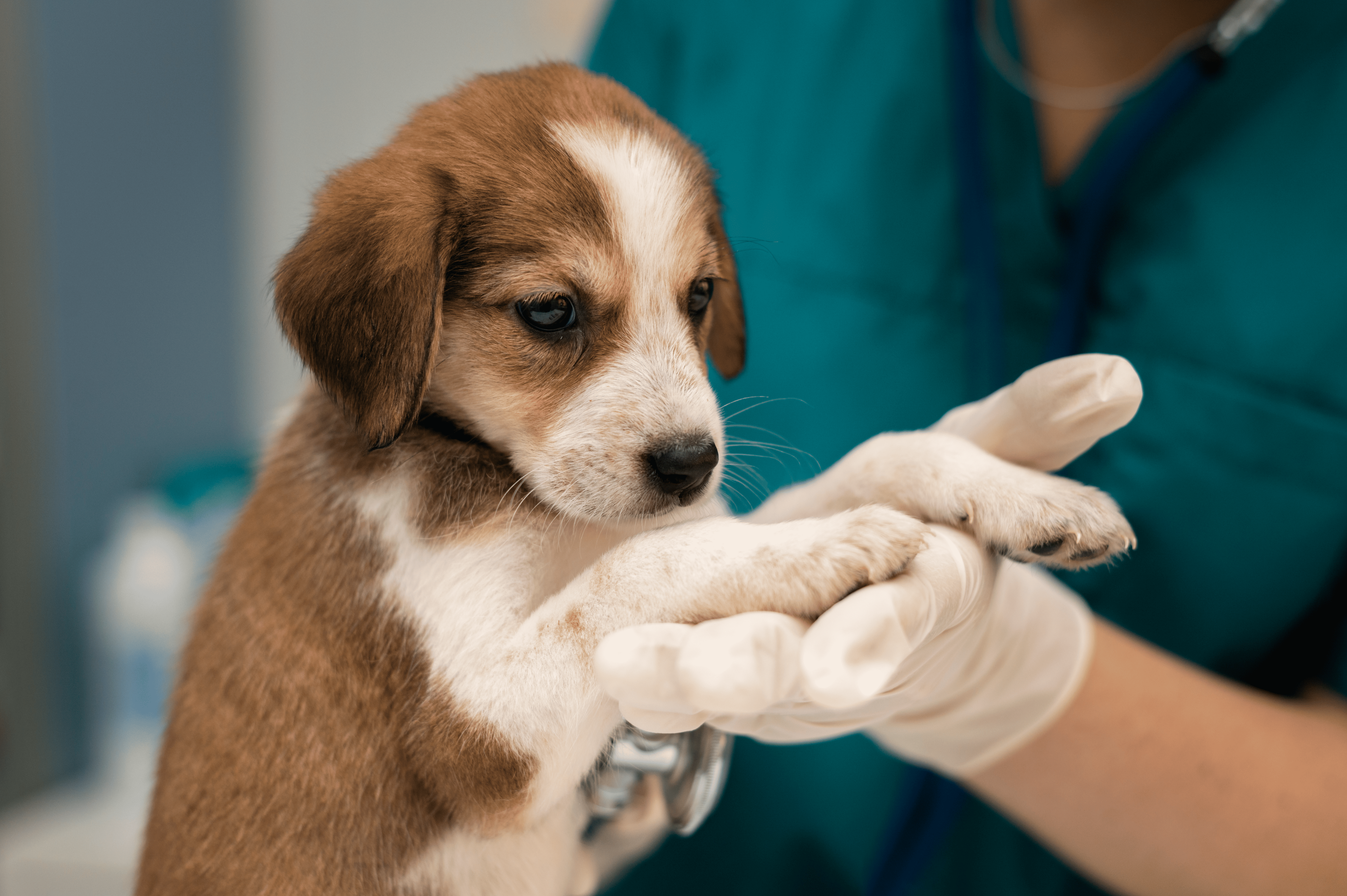 Hero Image vet taking care of dog